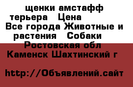 щенки амстафф терьера › Цена ­ 30 000 - Все города Животные и растения » Собаки   . Ростовская обл.,Каменск-Шахтинский г.